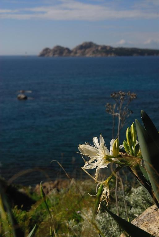 Bed and Breakfast La Chicca Di Francesca Santa Teresa Gallura Exteriér fotografie